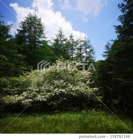 紐卡薩山,祖米 紐卡薩山,祖米 139792198