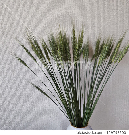 花,小麥 花,小麥 139792200