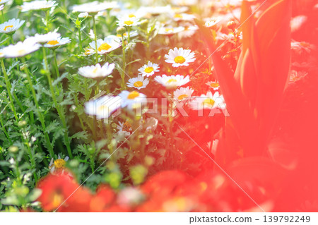 A beautiful spring flower garden scene A beautiful spring flower garden scene 139792249