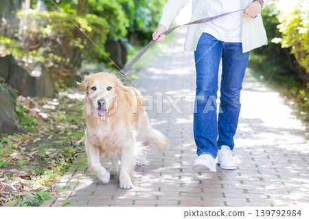 一隻大型寵物,金毛尋回犬,正在散步。 一隻大型寵物,金毛尋回犬,正在散步。 139792984