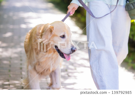 A man walking his pet, a large dog, a Golden Retriever. 139792985