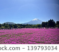 View of Mt. Fuji from the park at the Fuji Shibazakura Festival venue in Yamanashi Prefecture. 139793034