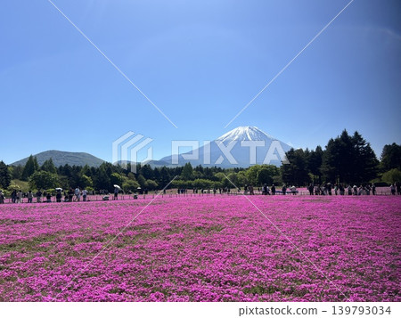 View of Mt. Fuji from the park at the Fuji Shibazakura Festival venue in Yamanashi Prefecture. 139793034
