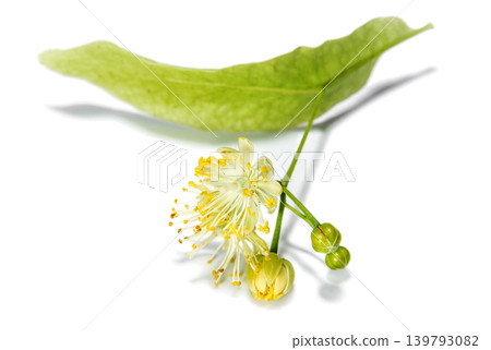 Linden flower on white background close up Linden flower on white background close up 139793082