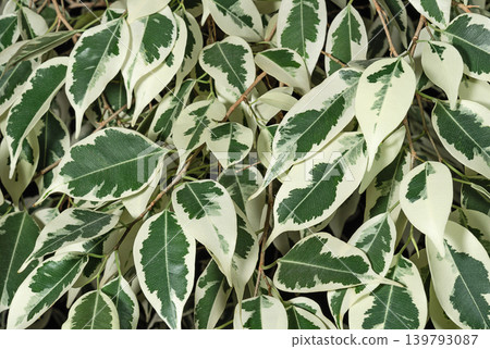 Lush green foliage close up background Lush green foliage close up background 139793087