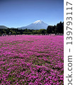 Yamanashi Prefecture Fuji Shibazakura Festival: View of Mt. Fuji from a field of pink flowers. 139793117