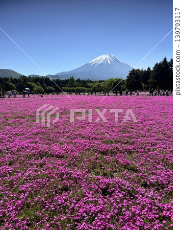 山梨縣富士芝櫻祭:從粉紅色的花田中眺望富士山。 山梨縣富士芝櫻祭:從粉紅色的花田中眺望富士山。 139793117