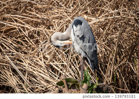 A Grey Heron Preening Its Feathers A Grey Heron Preening Its Feathers 139793181