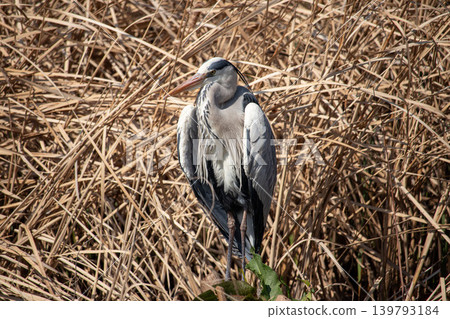 Gray heron resting its wings Gray heron resting its wings 139793184