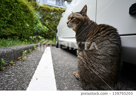 Petticoat cat in the parking lot Petticoat cat in the parking lot 139793203