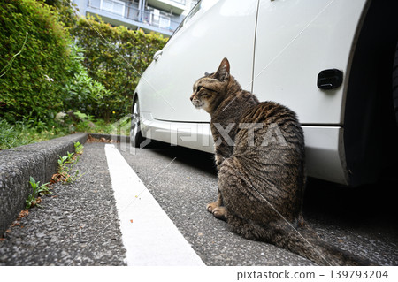 在停車場的襯裙貓 139793204