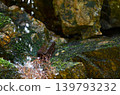Bottle in moss 139793232
