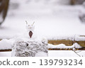 Instant Snowman 139793234
