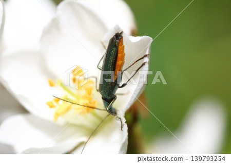 一隻雌性雙色天牛正在吸食印度茉莉（Rhaphiolepis indica）的花粉。 139793254