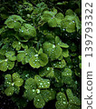 三葉草與雨滴 139793322