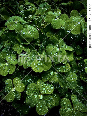 三葉草與雨滴 三葉草與雨滴 139793322