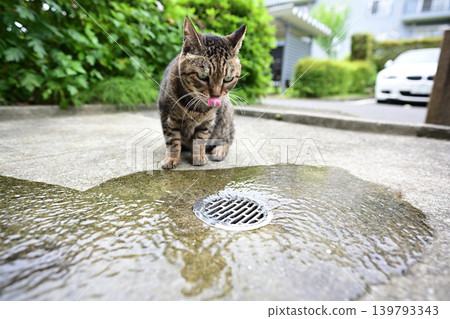 Cat drinking water Cat drinking water 139793343