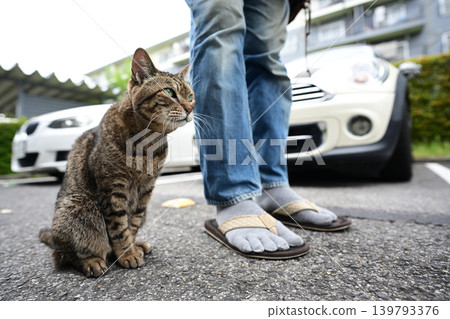 Kijitra cat taking a walk Kijitra cat taking a walk 139793376