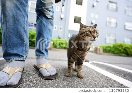 Kijitra cat taking a walk Kijitra cat taking a walk 139793380