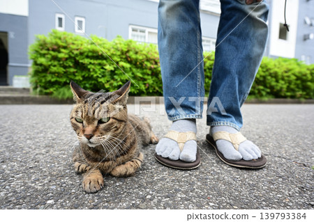 Kijitra cat taking a walk Kijitra cat taking a walk 139793384