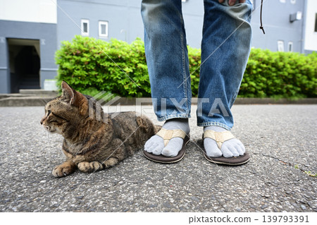 Kijitra cat taking a walk 139793391