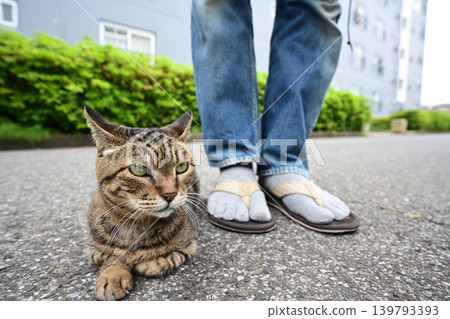 Kijitra cat taking a walk Kijitra cat taking a walk 139793393