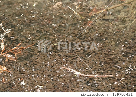 Densely packed tadpoles Densely packed tadpoles 139793431
