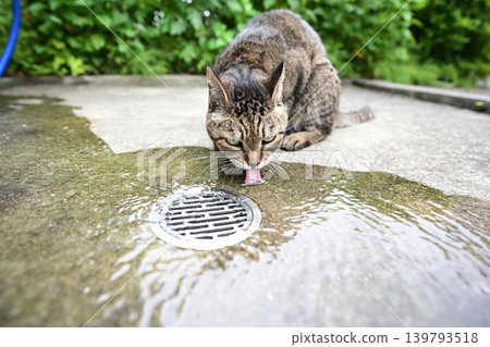 Cat drinking water Cat drinking water 139793518