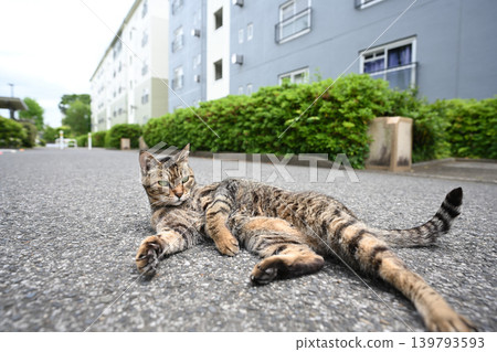 Pheasant cat Pheasant cat 139793593
