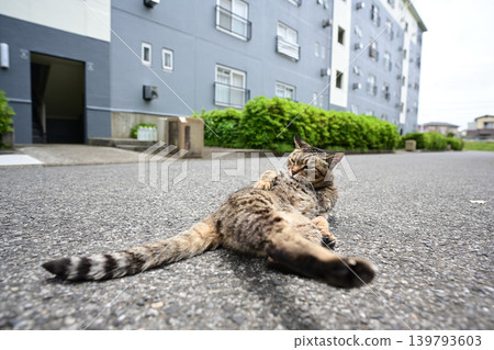 Pheasant cat Pheasant cat 139793603