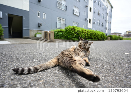 Pheasant cat Pheasant cat 139793604
