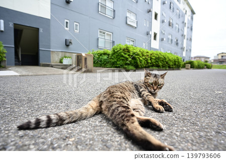 Pheasant cat 139793606