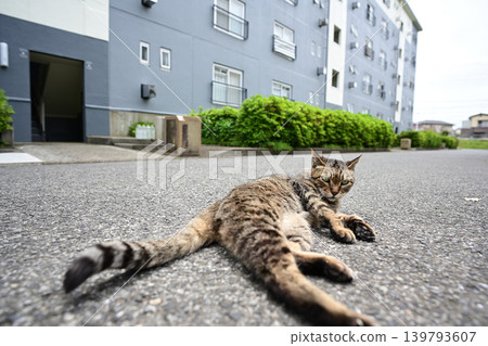 Pheasant cat 139793607