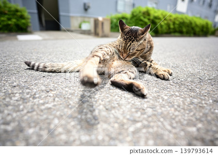 野雞貓 139793614