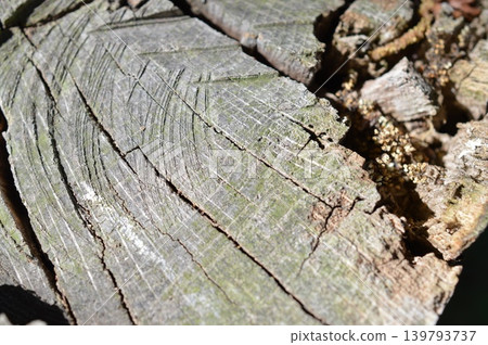 Natural texture of a tree stump cross-section 139793737