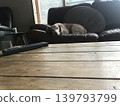 A dog taking a nap 139793799