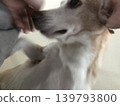 A dog peeking from below 139793800