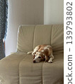 Dog relaxing on the couch 139793802