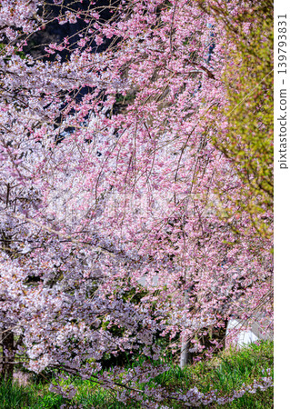長野縣鄉村美麗的春日景色,花朵盛開。 長野縣鄉村美麗的春日景色,花朵盛開。 139793831