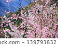 長野縣鄉村美麗的春日景色，花朵盛開。 139793832