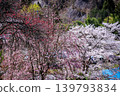 長野縣鄉村美麗的春日景色，花朵盛開。 139793834
