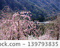 長野縣鄉村美麗的春日景色，花朵盛開。 139793835