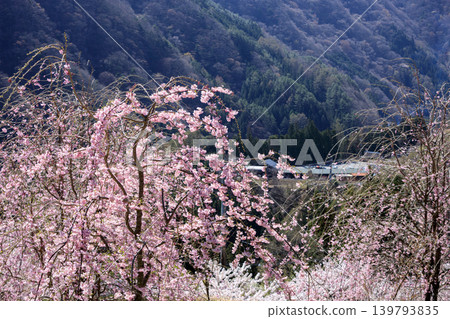A beautiful spring scene in the countryside of Nagano Prefecture, with flowers in bloom. A beautiful spring scene in the countryside of Nagano Prefecture, with flowers in bloom. 139793835
