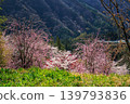 長野縣鄉村美麗的春日景色，花朵盛開。 139793836