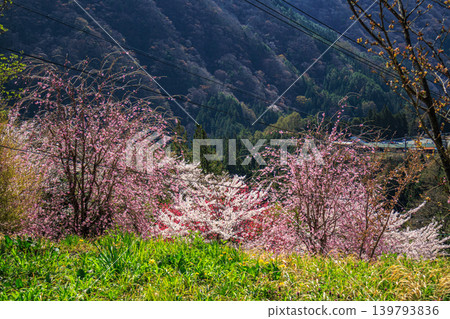 A beautiful spring scene in the countryside of Nagano Prefecture, with flowers in bloom. A beautiful spring scene in the countryside of Nagano Prefecture, with flowers in bloom. 139793836