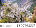 長野縣鄉村美麗的春日景色，花朵盛開。 139793837