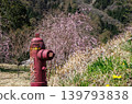長野縣鄉村美麗的春日景色，花朵盛開。 139793838