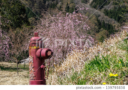 A beautiful spring scene in the countryside of Nagano Prefecture, with flowers in bloom. 139793838