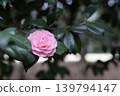 Pink Camellia (Otome Tsubaki) 139794147