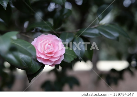 Pink Camellia (Otome Tsubaki) Pink Camellia (Otome Tsubaki) 139794147